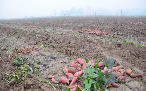 紅薯滯銷，汗水與淚水交織的秋收之痛
